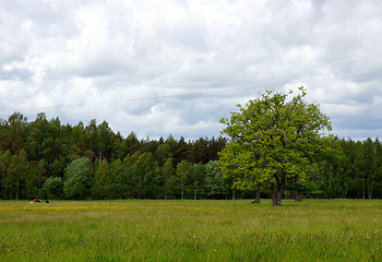 Image showing Forest and tree