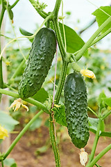 Image showing Cucumbers growing in greenhouse