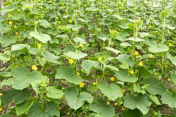 Image showing Cucumber plants flowering in greenhouse