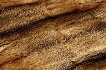 Image showing Close up of an animal colored fur texture