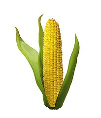 Image showing corn isolated on white background