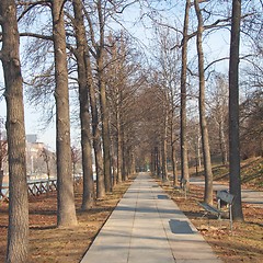 Image showing Path among trees