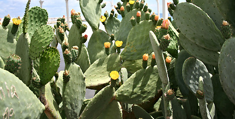 Image showing Blooming Prickly Pear or Paddle cactus with yellow flowers