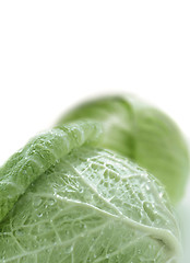 Image showing water in green cabbage