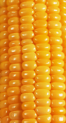 Image showing Sweet corn background