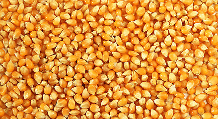 Image showing corn background