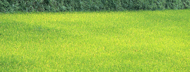 Image showing new spring green grass