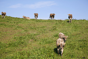 Image showing Curious calves