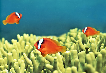 Image showing The underwater world of fish and plants