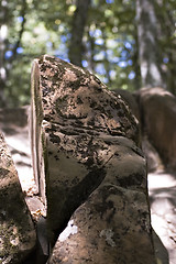 Image showing Stones in a wood