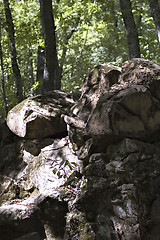 Image showing Stones in a wood