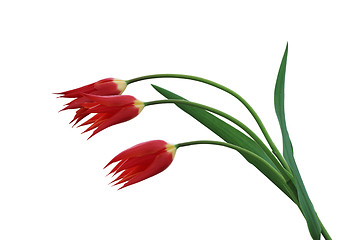 Image showing Three tulips on a white background