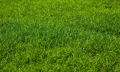 Image showing Beautiful green grass background
