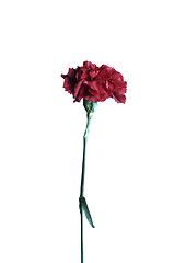 Image showing red carnation