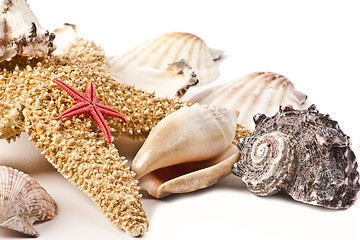 Image showing Set of sea shells