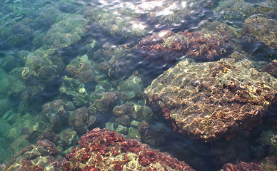 Image showing Underwater background - fishes and coral