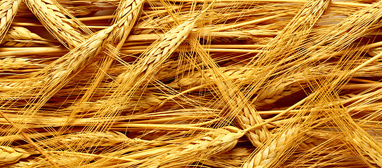 Image showing Golden ears of wheat
