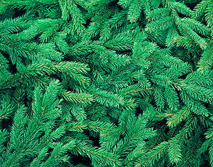 Image showing fir tree background