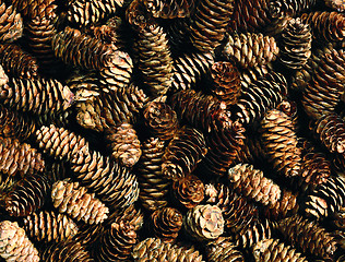 Image showing fir cones