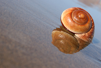 Image showing Seaside Snail