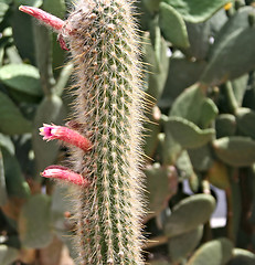 Image showing Many various Cactuses