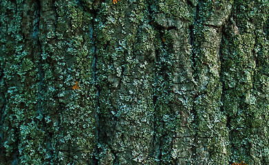 Image showing Bark texture