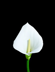 Image showing White calla isolated on black