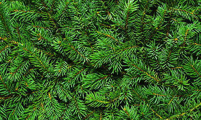 Image showing branch of fir-tree (Picea abies) with young needles