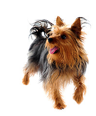 Image showing Puppy yorkshire terrier taking a walk