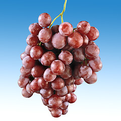 Image showing Red grape