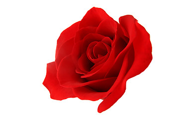 Image showing Isolated red rose on white background