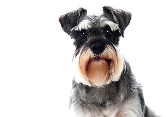 Image showing Small black and white miniature schnauzer dog