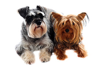 Image showing Schnauzer and Yorkshire Terrier lying on floor