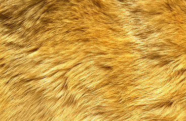 Image showing Close-up of ginger cat fur for texture or background