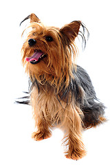 Image showing Yorkshire terrier looking away