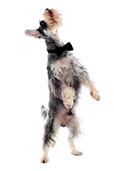 Image showing Schnauzer standing on two legs