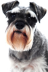 Image showing Black Schnauzer dog