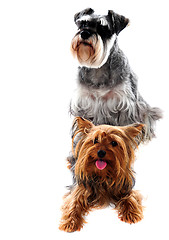 Image showing Schnauzer and Yorkshire Terrier. Pets