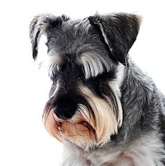 Image showing Black Schnauzer dog looking down