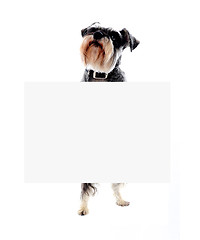 Image showing Schnauzer dog holding blank banner ad