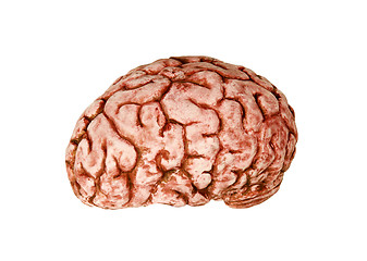 Image showing human brain