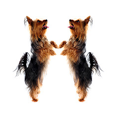 Image showing Two loving Yorkshire Terrier pets