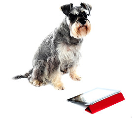 Image showing Miniature schnauzer sits on white background