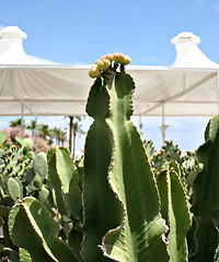 Image showing Farm producing a wealth of different cactus species