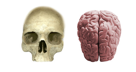 Image showing skull with brain isolated