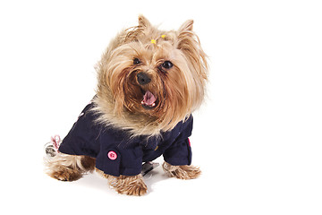 Image showing Yorkshire Terrier