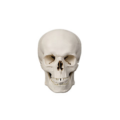Image showing human scull