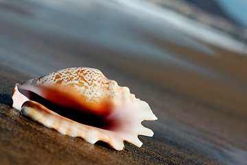 Image showing Seashell