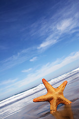 Image showing Starfish