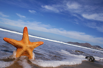 Image showing Starfish